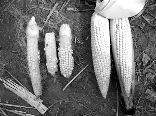 �P(gu��n)���͚�ܵ��Ϸ��r(n��ng)����p�a(ch��n)��r���{(di��o)��